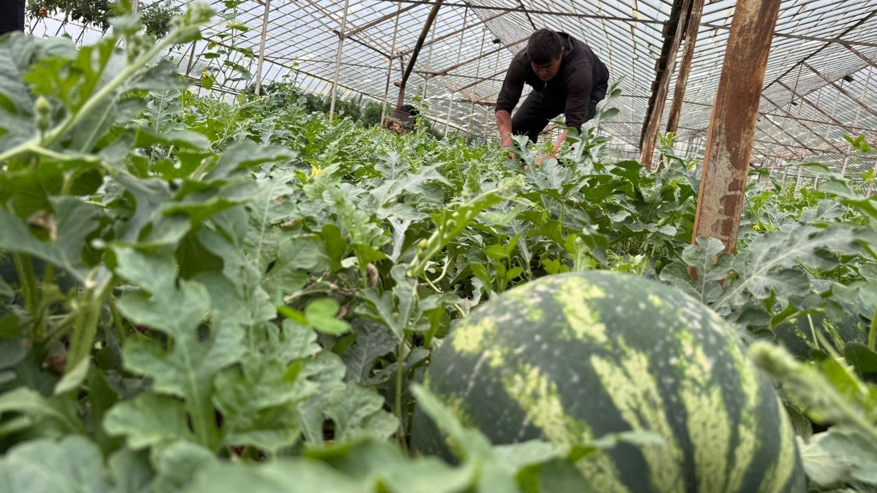 Kumluca çekirdek karpuzunda hasat başladı: Kilosu 60 TL