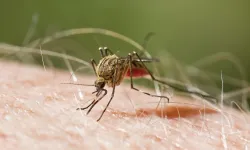 Sıtma hastalığı ihmal edilmemeli