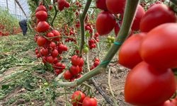 Antalya’da halde sebze ve meyve hareketliliği: Miktar arttı, fiyatlar katlandı