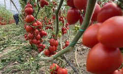 Meyve ve sebze işlem miktarları düştü, fiyatlar yükseldi