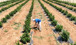 Korkuteli'nde tarım yeniden filizlendi
