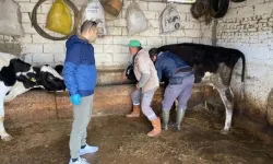 Şap hastalığı insana bulaşır mı? Belirtileri nelerdir?