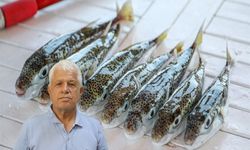 Denize girecekler dikkat: Zehirli balık Antalya kıyılarında!