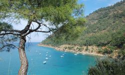 15 farklı lokasyonda aynı anda fidan dikilecek, 8 bin fidan toprakla buluşacak!