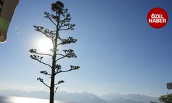 Yarım asır sonra açtı, sabır çiçeği Antalya’da göz kamaştırdı