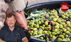 Zeytine bakamadık: Üretimde düşüş fiyatta artış bekleniyor