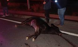 Antalya'da ağıldan kaçan inek trafiği birbirine kattı, telef oldu