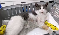 Ağır yaralanan kedi için yardım kampanyası başlatıldı