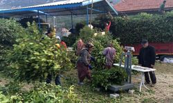 Akseki’de Defne Yaprağı köylünün geçim kapısı oldu