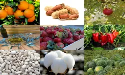 Antalya'da ürünler tescillenmeye doymuyor: Bir başvuru da Demre’den!