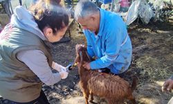 Antalya İl Tarım’dan Aksu ve Finike’de hayvan sağlığı seferberliği
