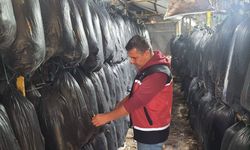 Antalya tarımında yeni dönem: Serik’te istiridye mantarı üretimi başladı