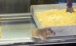 Börekçide yok artık dedirten görüntüler! Fare ürünlerin üzerinde böyle gezdi