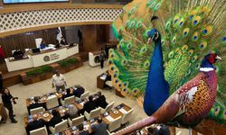 Büyükşehir’den renkli karar: Emniyete tavus kuşu ve sülün hibe edildi