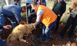 Çalındı sanılan koyunları küçük çocuk kuyuda buldu!