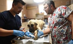 İhbar üzerine sokak hayvanını almak isteyen belediye personeline saldırı girişimi