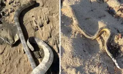 Kıyamet alemetleri bir bir gerçek oluyor! Bu sefer de yılanlar kıyıya vurdu!