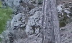 Antalyalılar dikkat! Kurtlar aç kaldı, yerleşim yerlerine dadandı!