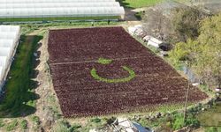 Antalya’da vatan sevgisi toprağa yansıdı: Marullarla Türk Bayrağı oluşturuldu