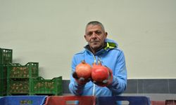 Korkuteli'nden dünya pazarına ihracat! Narlar yolcuğa başladı!