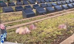 Sahildeki saldırının ardından Müslüman mezarlığına domuz kafası bırakıldı