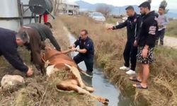 Serik’te kanala düşen inek itfaiye tarafından kurtarıldı