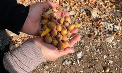 Toroslar’daki gizli miras vatandaşlara gelir kaynağı oldu