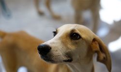 Antalya Büyükşehir’den petshop sahiplerine eğitim