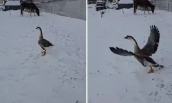 Garibanın yüzü güler mi? Binlerce lira verip kaz aldı, bıraktığı anda göç etti!