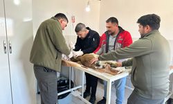 Finike'de bitkin halde yaban keçisi bulundu, ekipler yardıma koştu