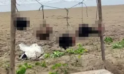 O görüntüler infial yarattı: İpe asılı 5 insan kafası bulundu
