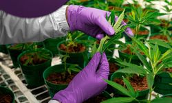 Resmi Gazete’de yayımlandı: Antalya’da kenevir üretimine İzin!