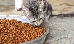 Aksu Belediyesi’nden sokak hayvanlarına destek
