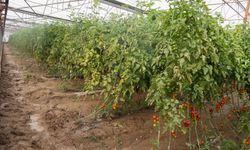 Afetler Aksu'yu perişan etti: 23 mahalle, 500 çiftçi zarar gördü