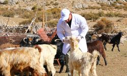 Antalya’da 3 yılda 508 çobana destek: 3 ilçede çalışmalar tamamlandı