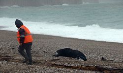 Antalya’da ‘sarı kod’ uyarısı: Sahile dalgalarla birlikte cansız dana vurdu