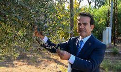 Turizmle büyüyecek: Antalya zeytinyağına çatı marka ve yeni pazar planı