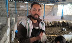 Çift başlı ve 4 gözlü doğdu: 1 gün sonra öldü