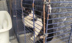 Derede mahsur kalan kedi kurtarıldı, tedavisi yapıldı