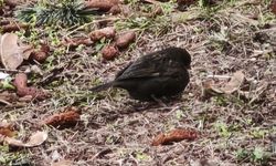 Isparta’da görülen siyah serçe doğaseverleri büyüledi