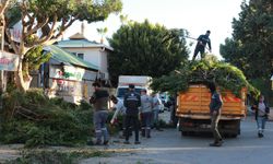 Kepez’de ağaçlar budanıyor: Şehir rahat nefes alıyor