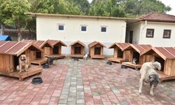 Kepez’de sokak hayvanlarına yuva desteği