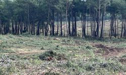 Kurşunlu Ormanları’nda kesim tartışmalarına resmi açıklama
