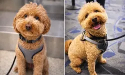 Vicdansızlığın da bu kadarı! Köpeğini havalimanında terk etti!