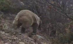 Kuş gözlemi için dağa çıktı, yem oluyordu! Ayıyla karşılaştı