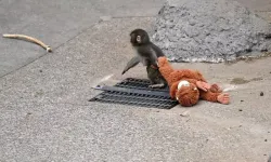 Terk edilen Punch'ın annesi Türkiye'de satışa çıkarıldı!