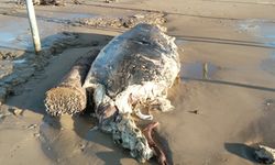 Turizm kentinde korkutan görüntü: Sahile ölü yunus vurdu