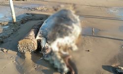 Turizm kentinde korkutan görüntü: Sahile ölü yunus vurdu