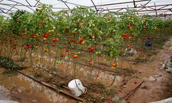 Sel felaketi sebzelere yansıdı: Antalya’da rekor fiyat artışları