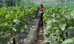 Seralarda denetim! Ürünler imha edilebilir